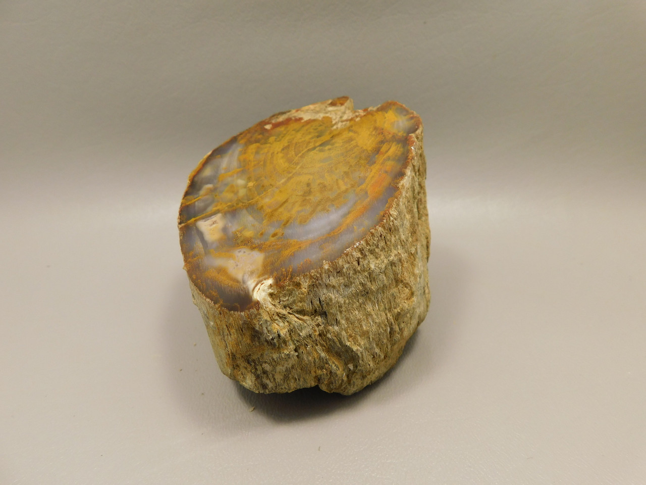 Petrified Wood Polished Round Stump Rock Grassy Mountain Oregon #O102