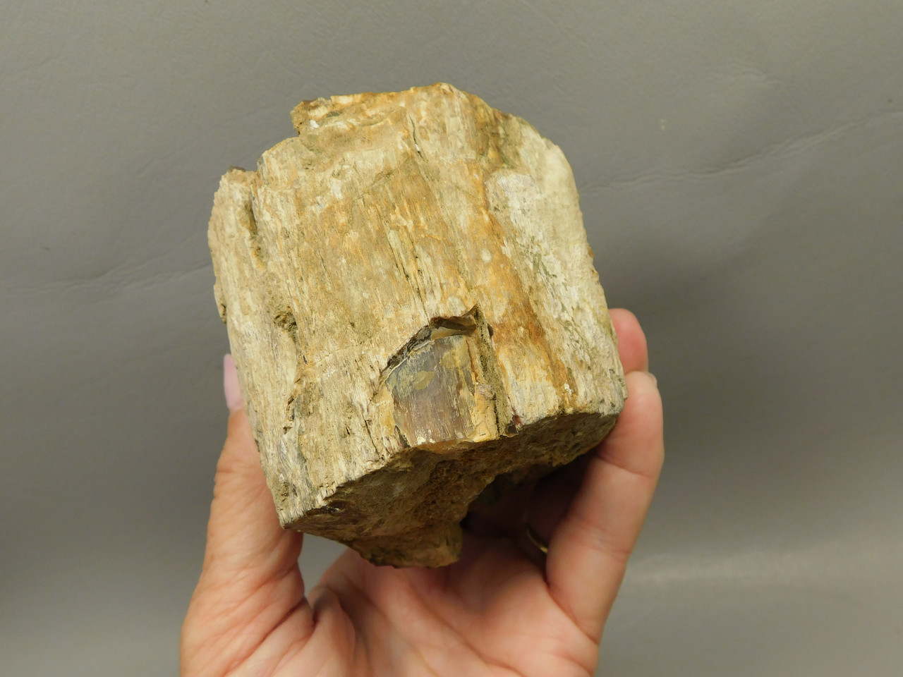 Petrified Wood Polished Round Stump Rock Grassy Mountain Oregon #O102