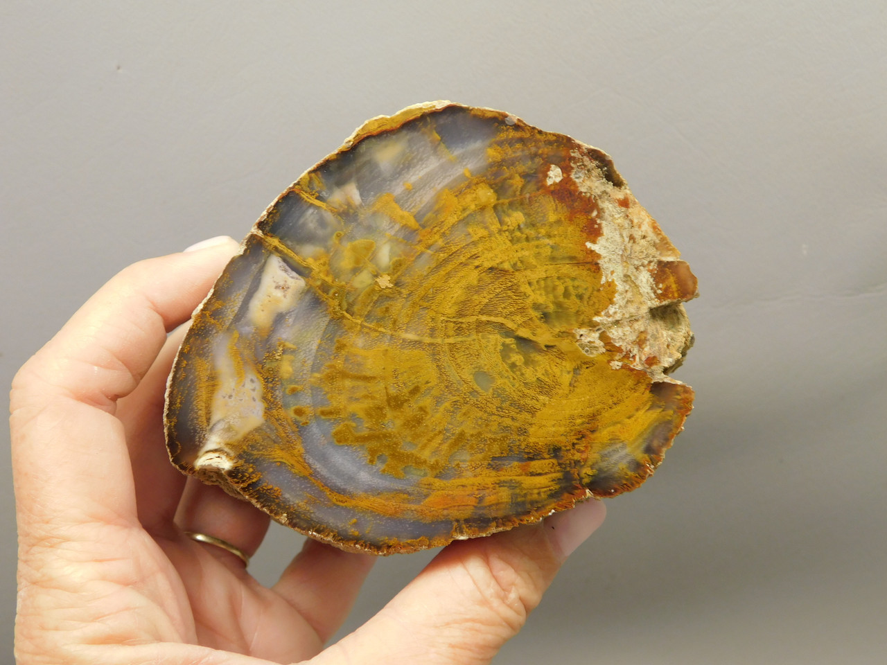 Petrified Wood Polished Round Stump Rock Grassy Mountain Oregon #O102