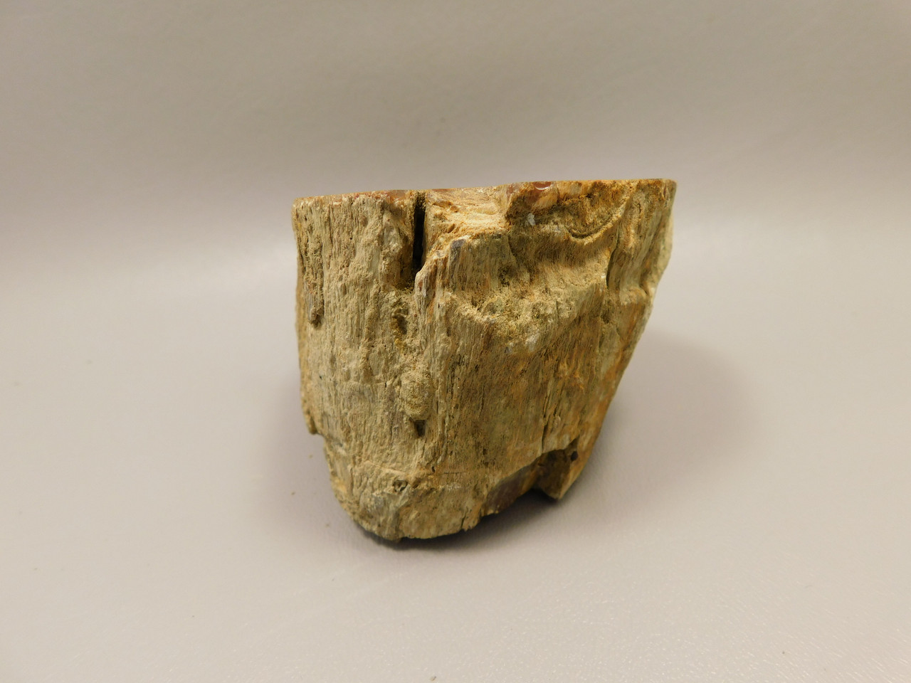 Petrified Wood Polished Round Stump Rock Grassy Mountain Oregon #O102