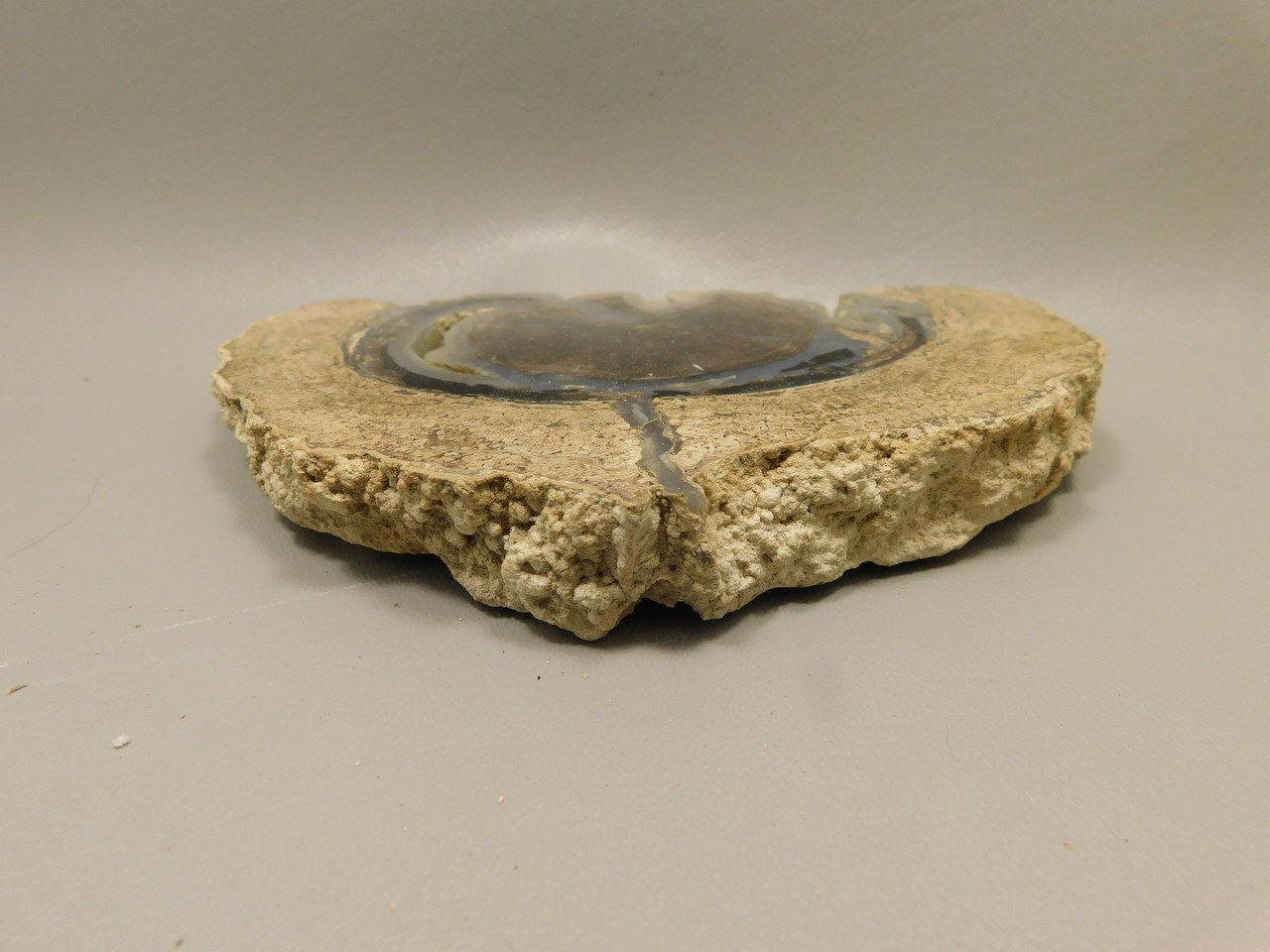 Eden Valley Petrified Wood Polished Round Wyoming #O8