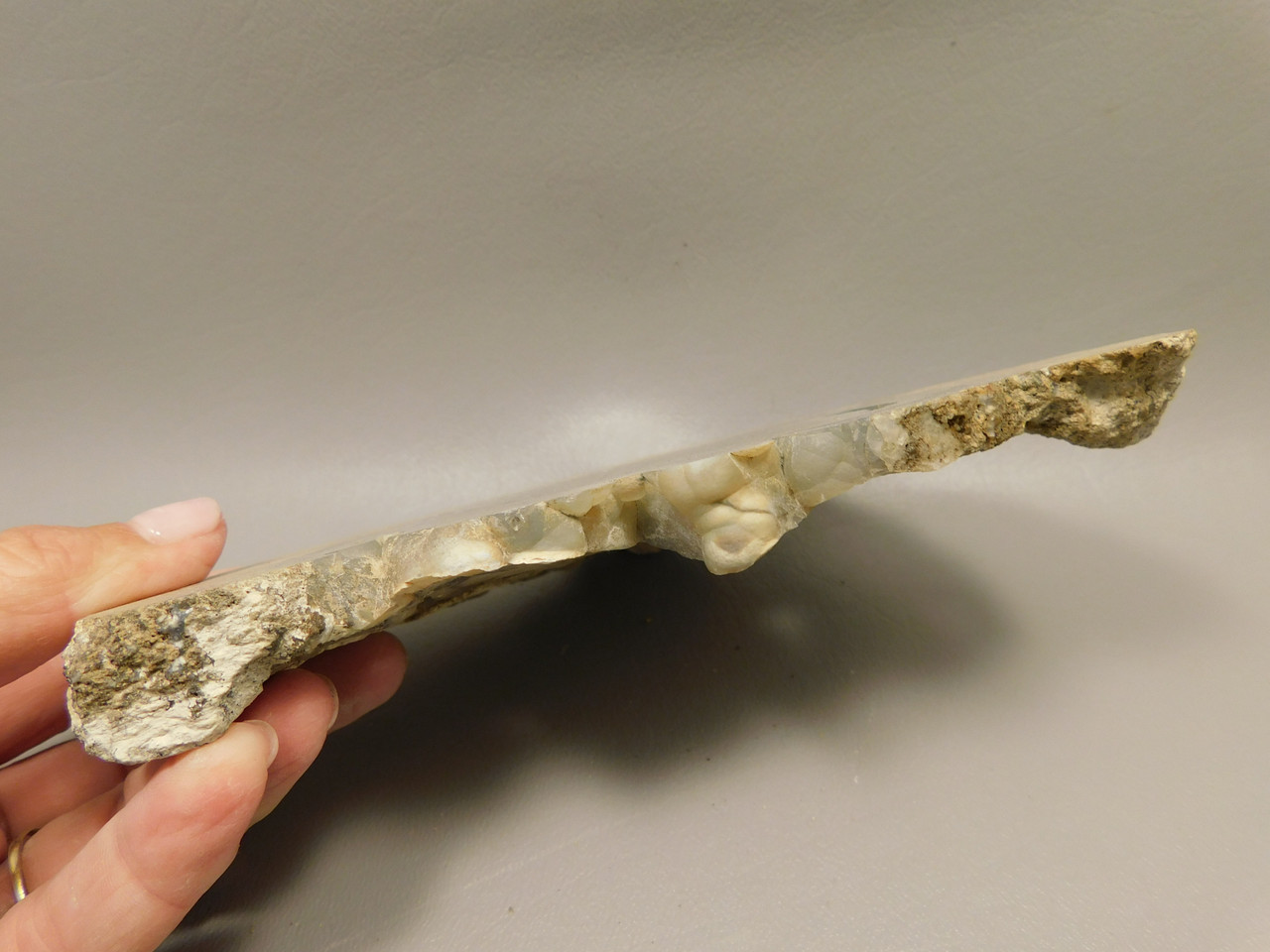 Eden Valley Petrified Wood Polished Round Wyoming #O8