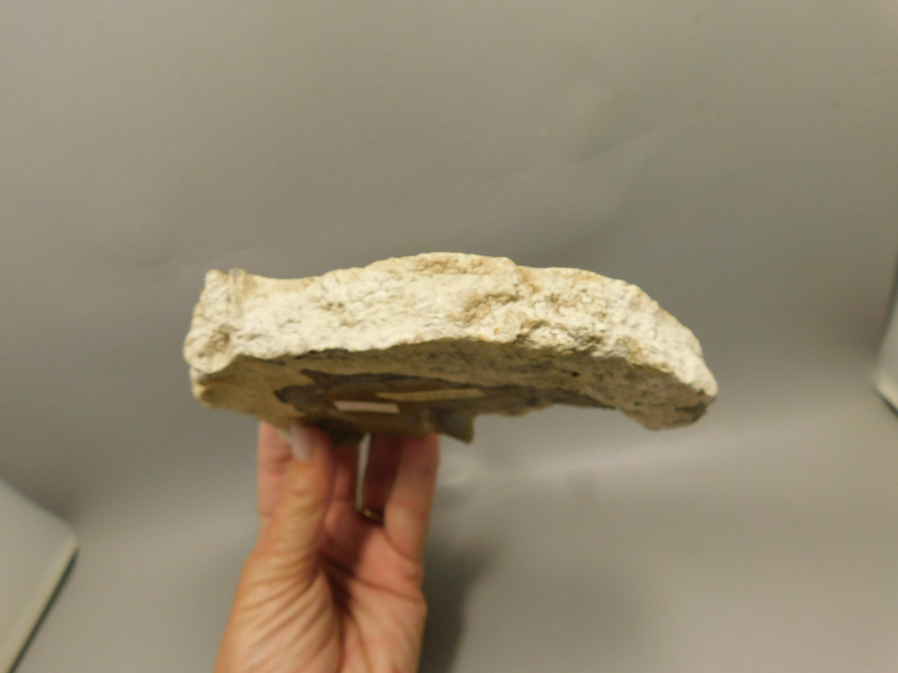 Eden Valley Petrified Wood Polished Round Wyoming #O8