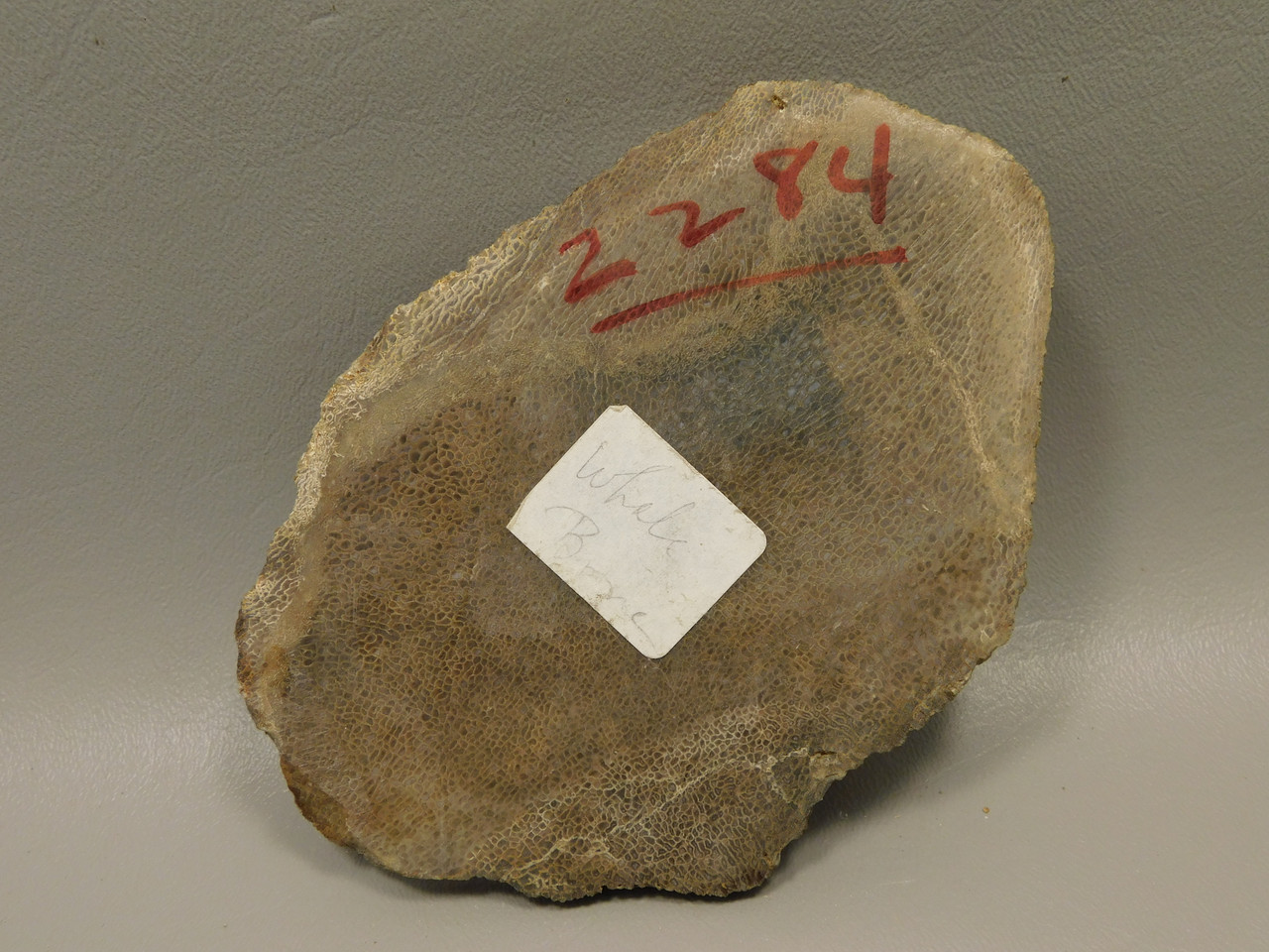 Agatized Whale Bone Fossilized Petrified Polished Rock Slab #O100