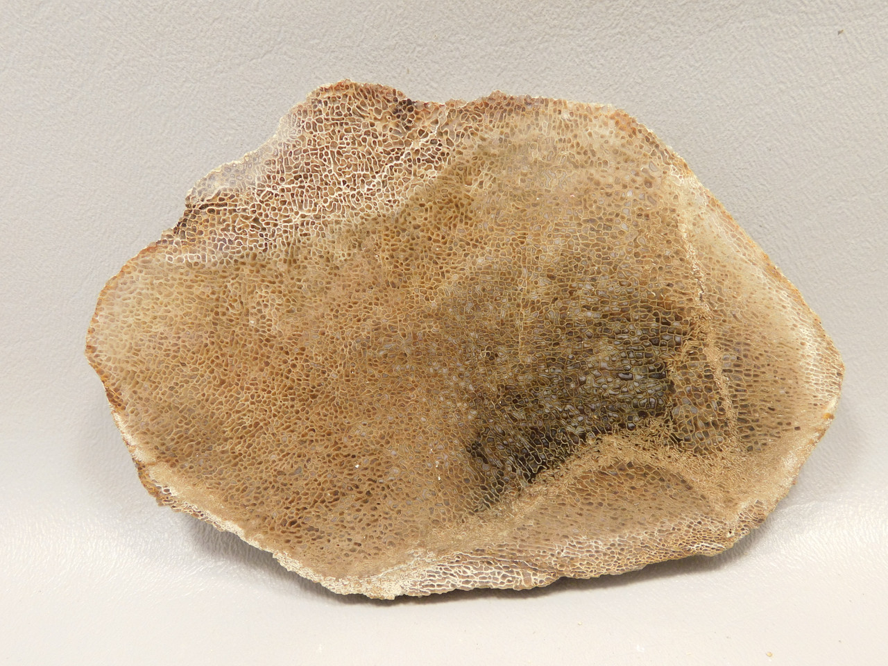 Agatized Whale Bone Fossilized Petrified Polished Rock Slab #O100