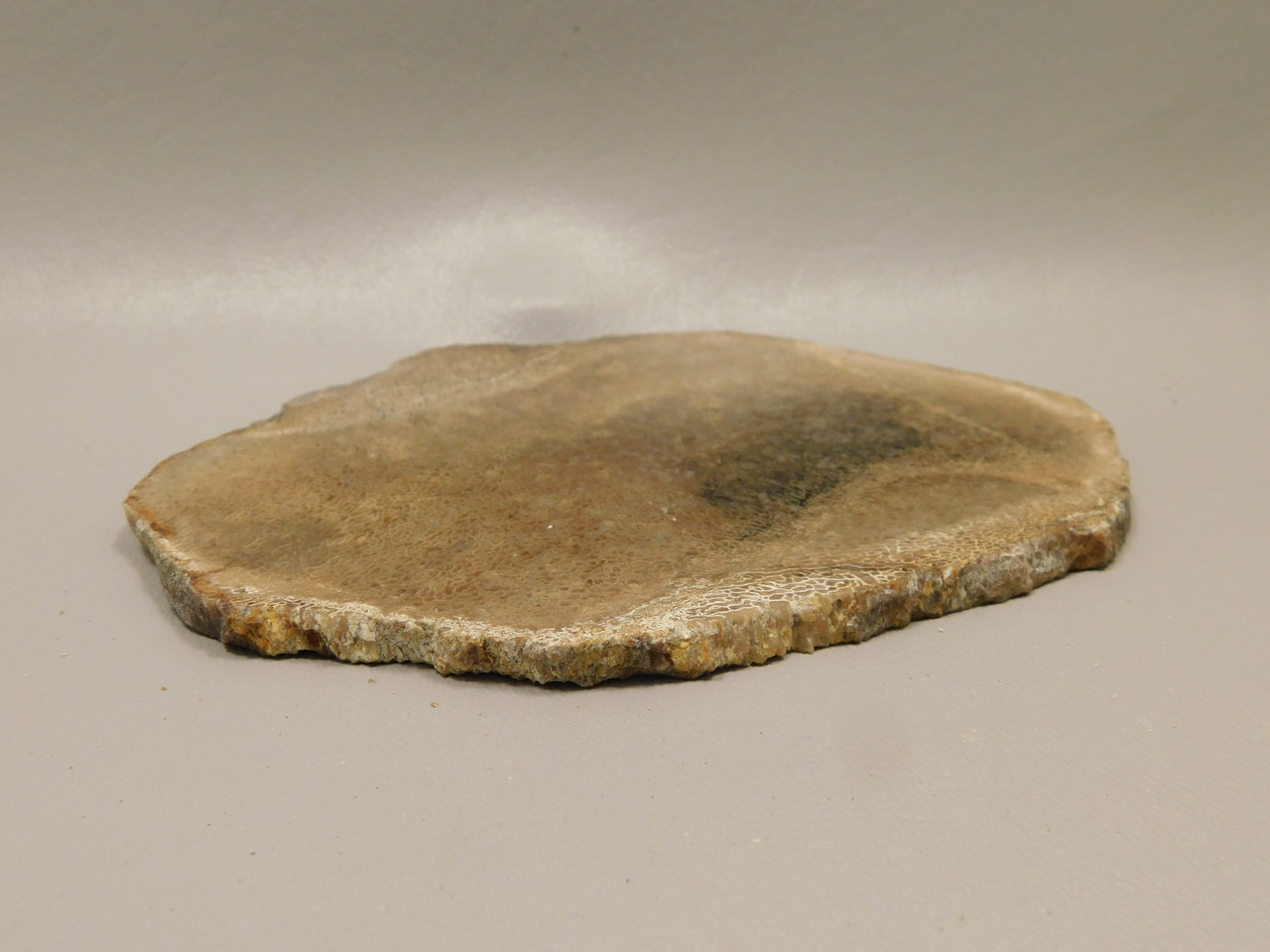 Agatized Whale Bone Fossilized Petrified Polished Rock Slab #O100