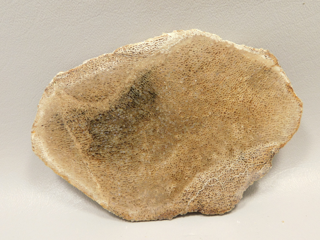 Agatized Whale Bone Fossilized Petrified Polished Rock Slab #O100