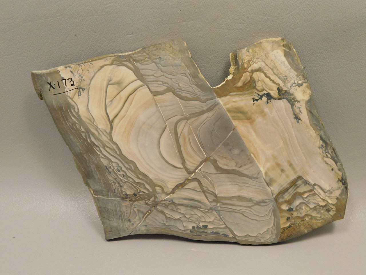 Blue Biggs Picture Jasper Polished Collector Stone Slab Oregon #O10