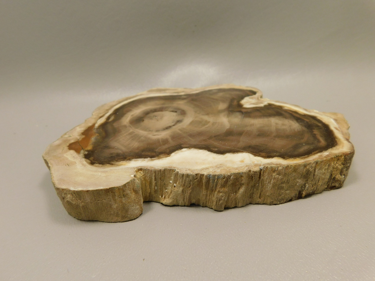 Petrified Wood Polished Round Yakima Canyon, WA #O134-68