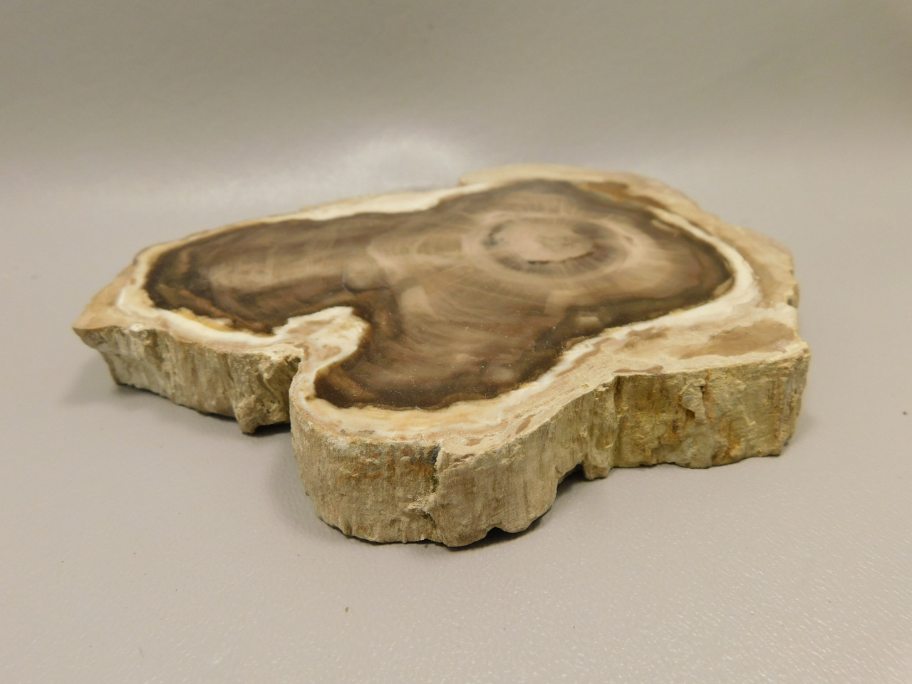 Petrified Wood Polished Round Yakima Canyon, WA #O134-68