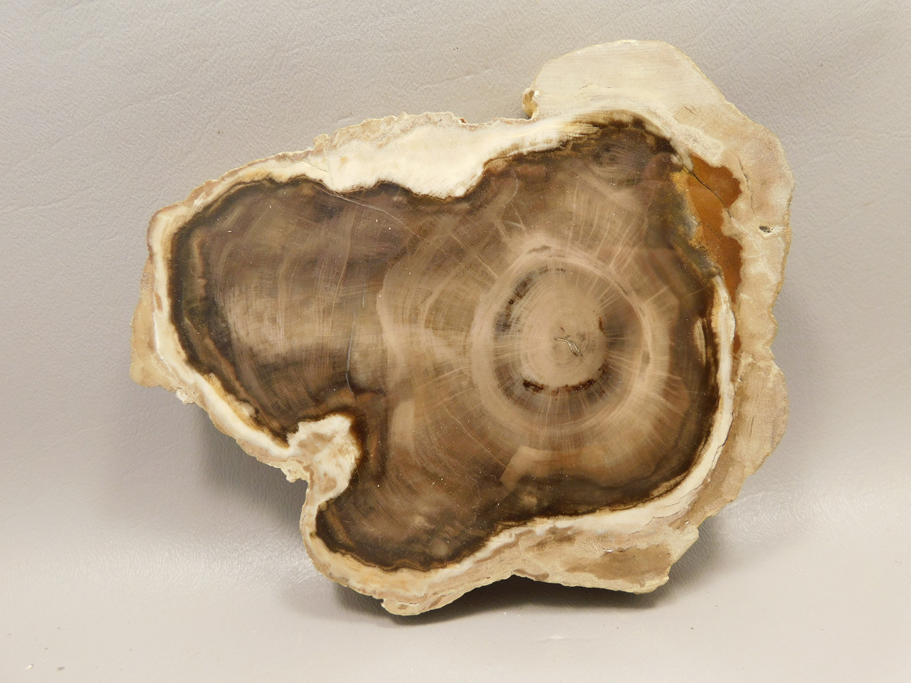 Petrified Wood Polished Round Yakima Canyon, WA #O134-68