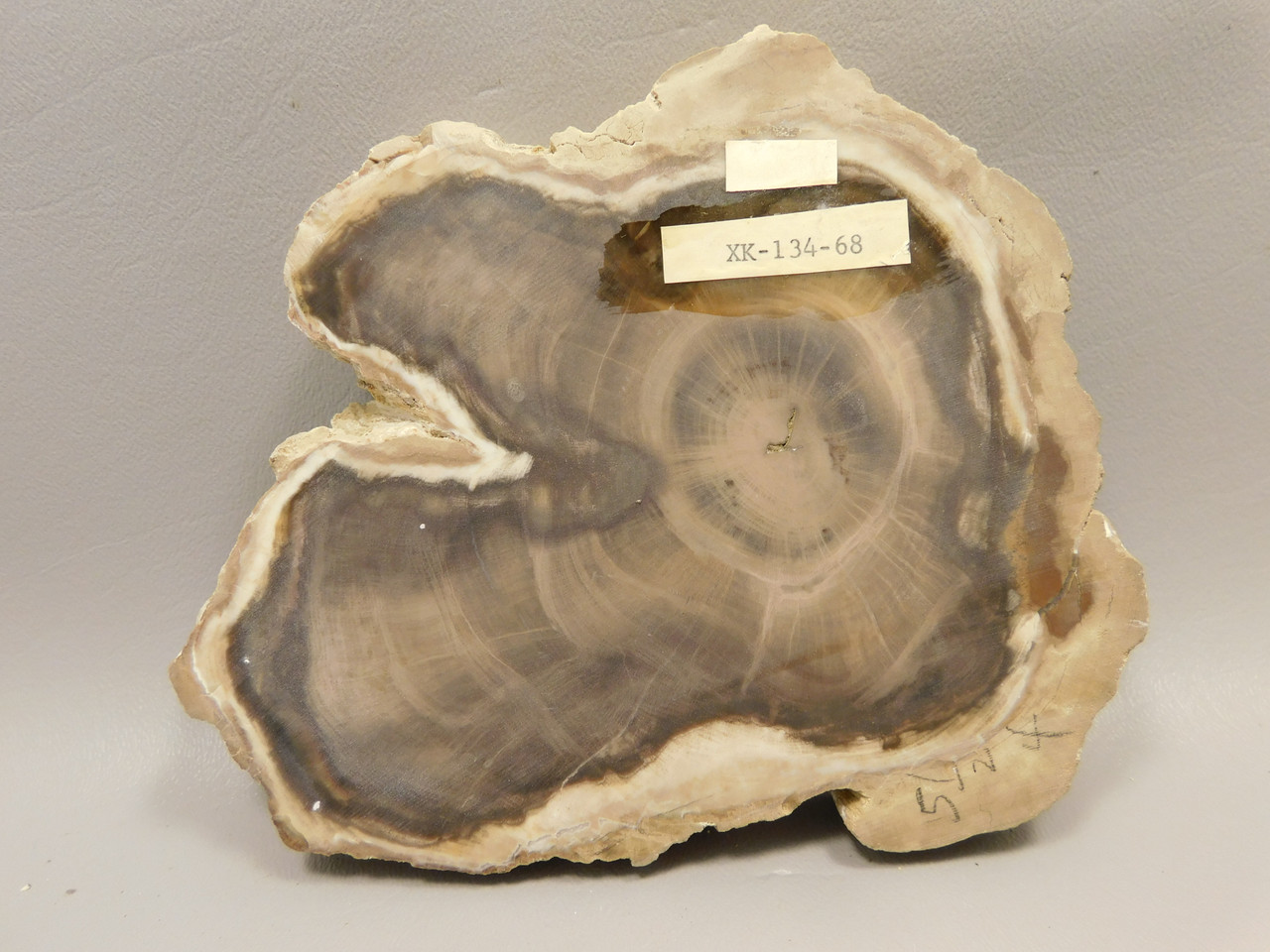 Petrified Wood Polished Round Yakima Canyon, WA #O134-68