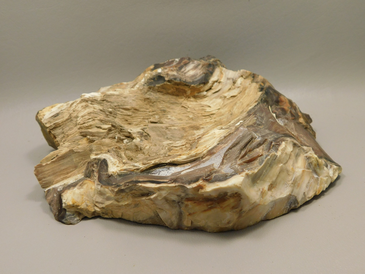 Petrified Wood Polished Rock 8 inch Cherry Creek Nevada #O194-50