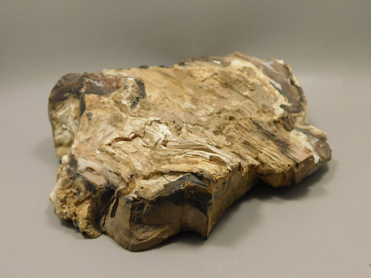 Petrified Wood Polished Rock 8 inch Cherry Creek Nevada #O194-50