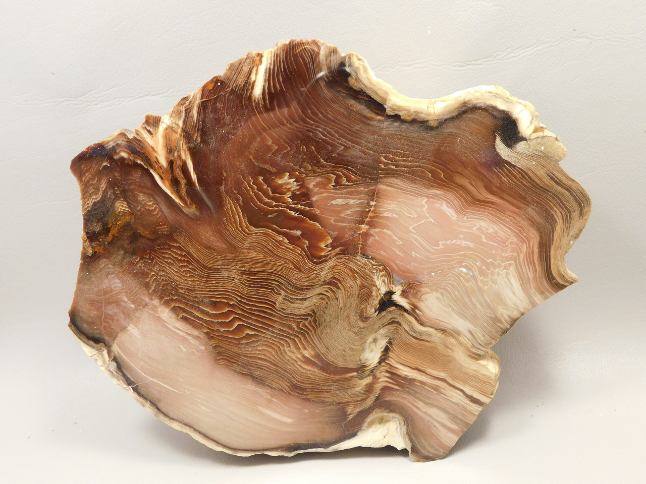 Petrified Wood Polished Rock 8 inch Cherry Creek Nevada #O194-50