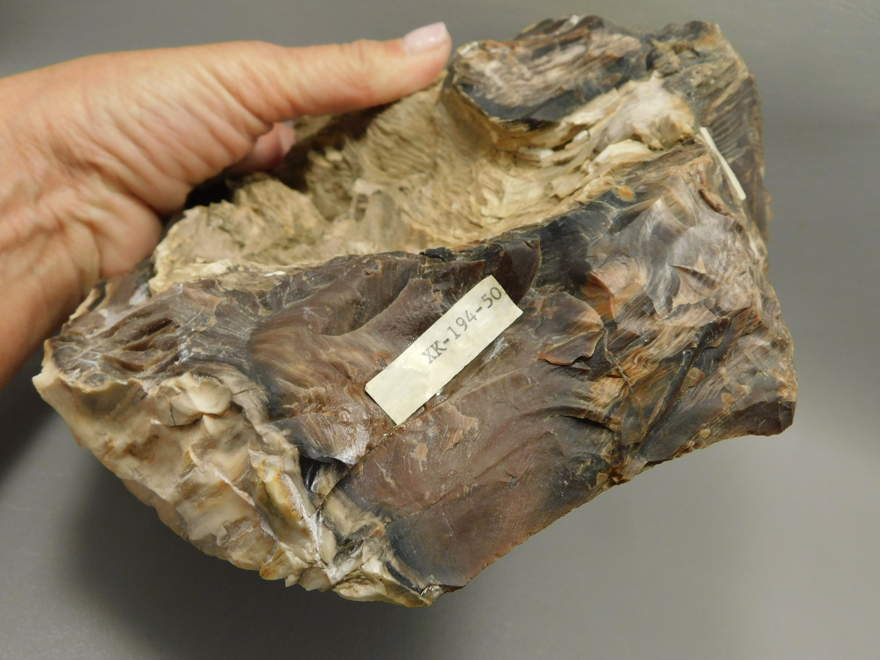 Petrified Wood Polished Rock 8 inch Cherry Creek Nevada #O194-50