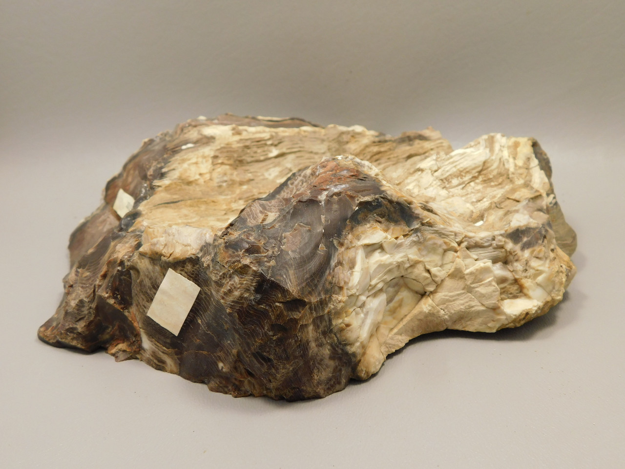 Petrified Wood Polished Rock 8 inch Cherry Creek Nevada #O194-50