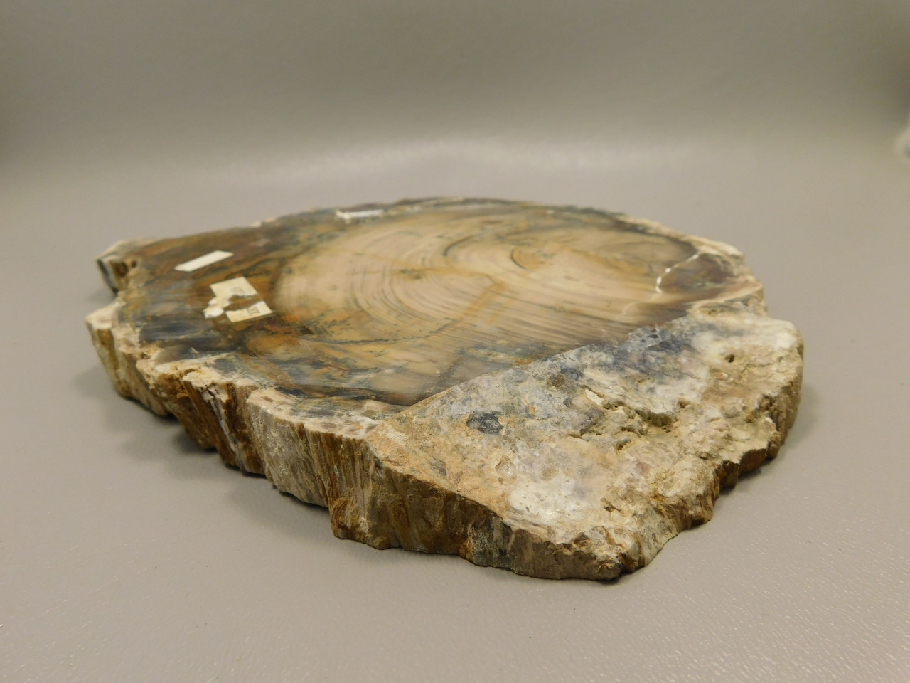 Petrified Wood Polished Rock Round Saddle Mountain Washington #O109