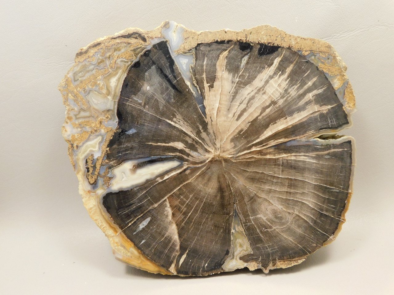 Eden Valley Petrified Wood Blue Forest Wyoming Polished Round #O9
