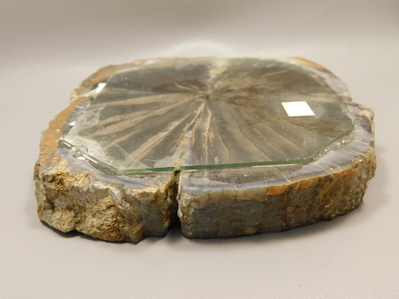 Eden Valley Petrified Wood Blue Forest Wyoming Polished Round #O9