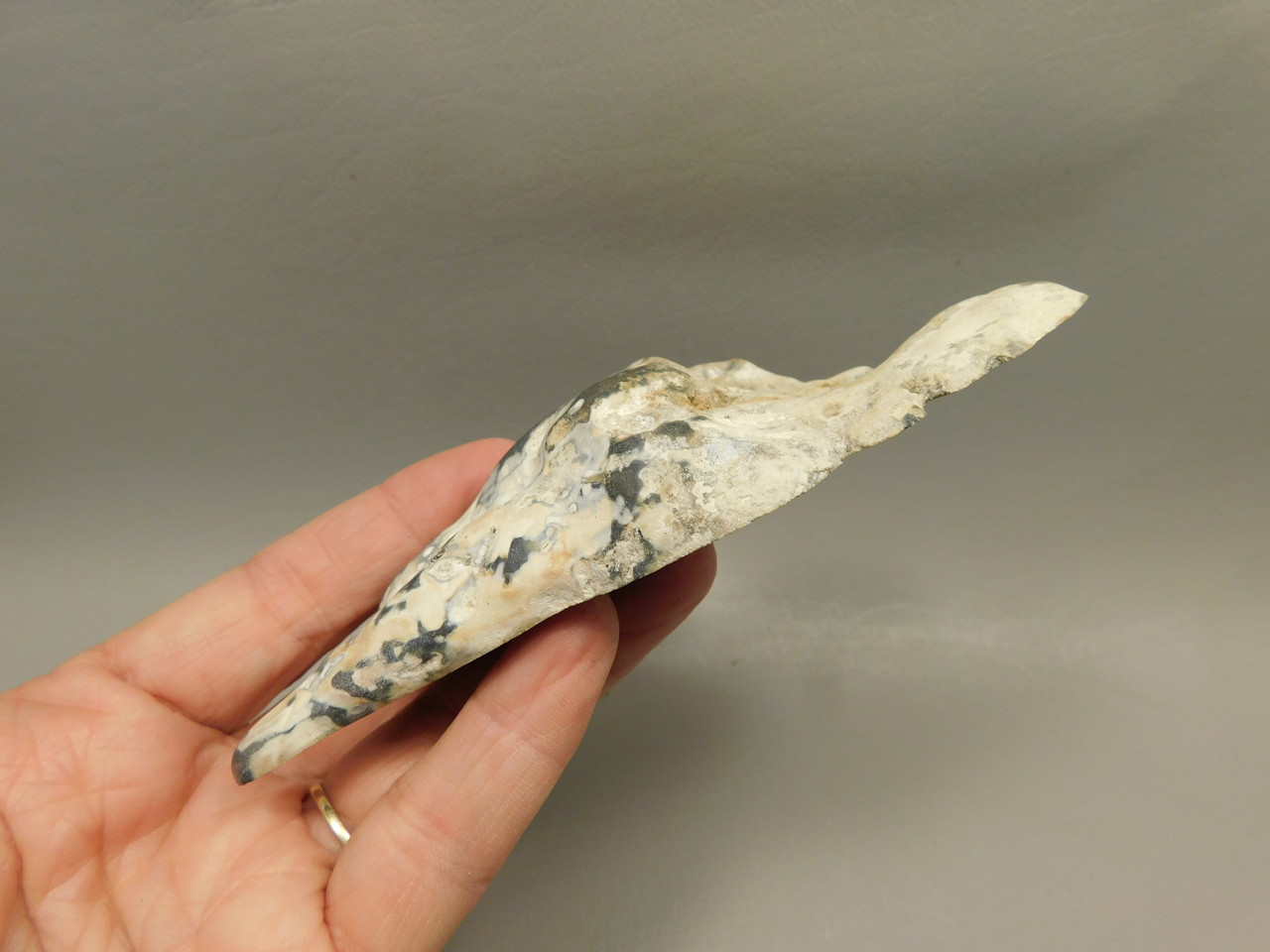 Agatized Coral Polished Geode Fossilized Rock Florida #O1