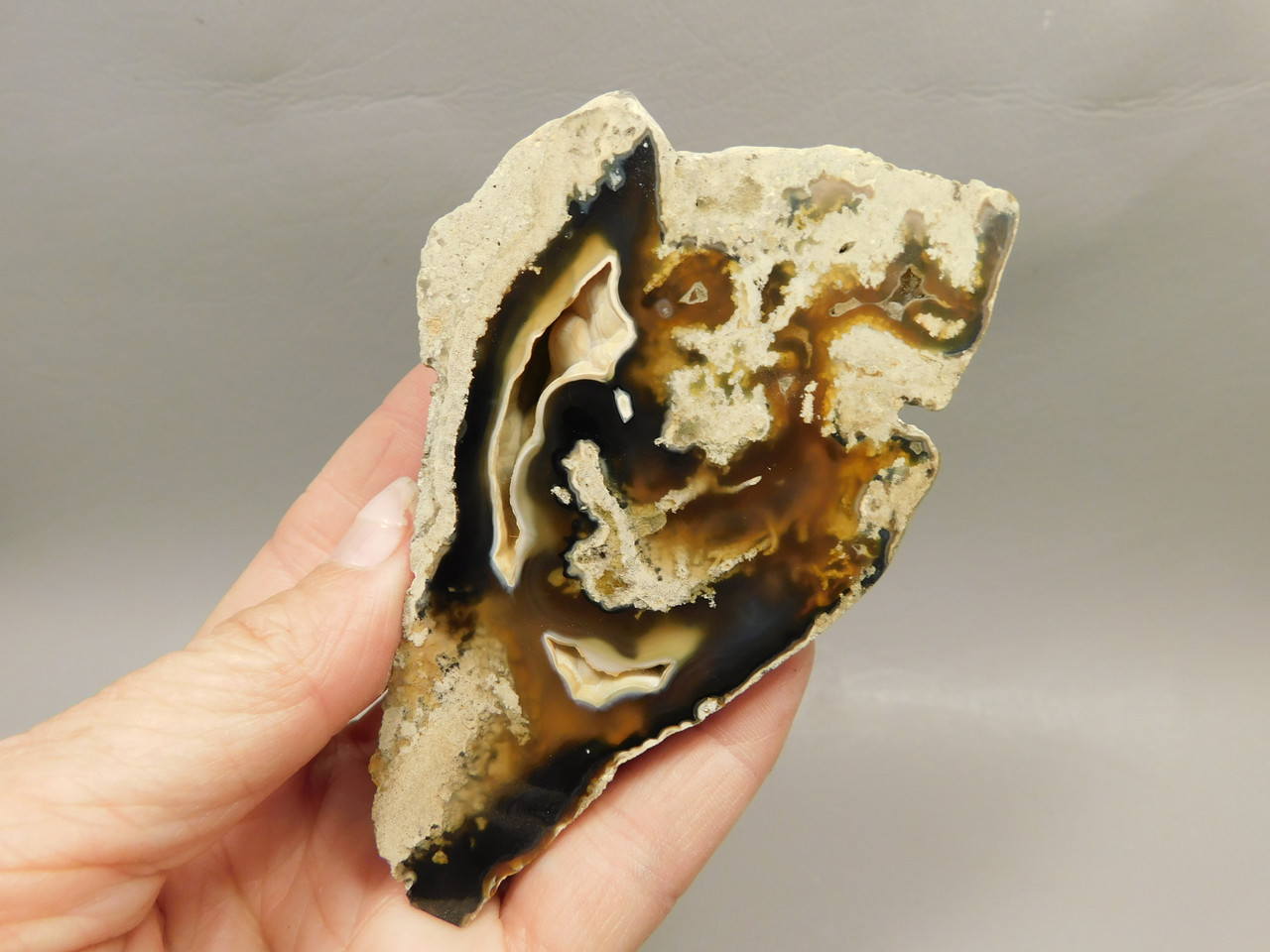 Agatized Coral Polished Geode Fossilized Rock Florida #O2