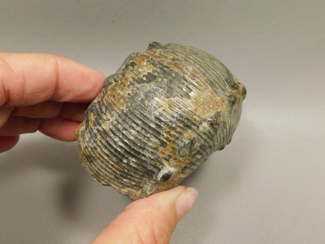 Ammonite Fossil 3.1 inch Late Cretaceous Pierre Shale Montana  #O100