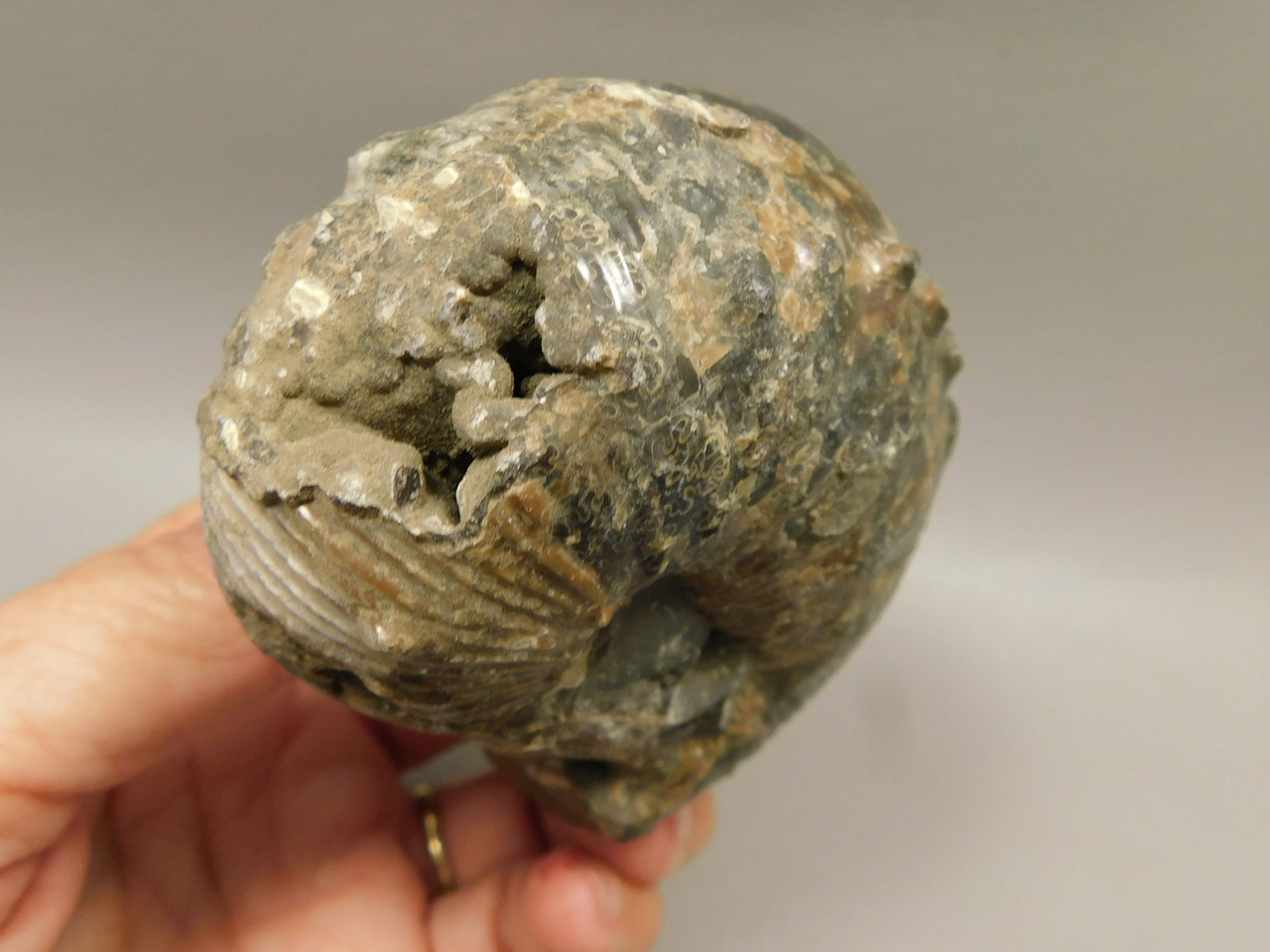 Ammonite Fossil 3.1 inch Late Cretaceous Pierre Shale Montana  #O100