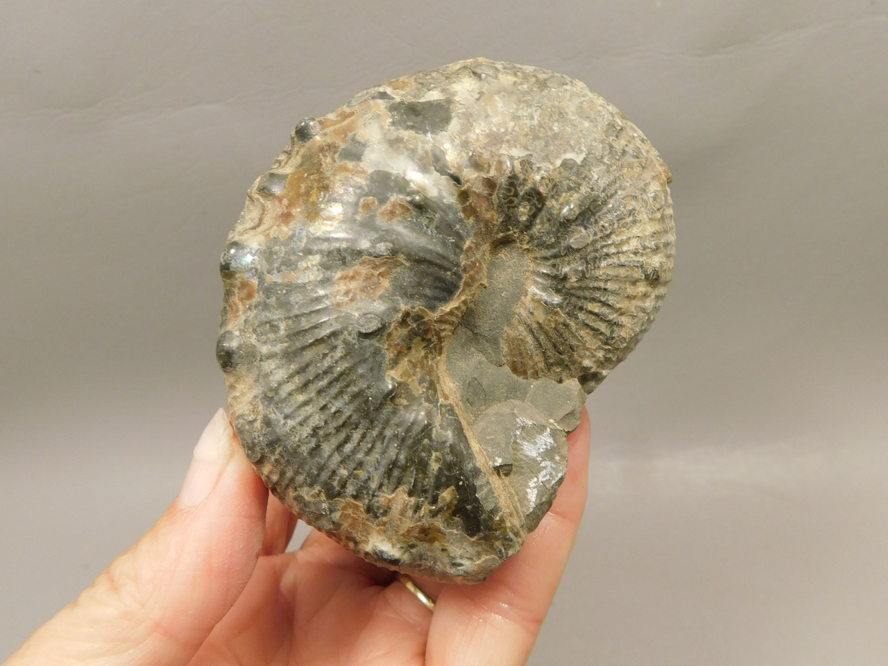 Ammonite Fossil 3.1 inch Late Cretaceous Pierre Shale Montana  #O100