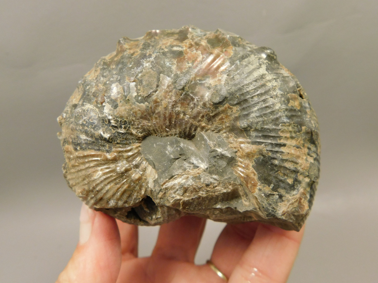 Ammonite Fossil 3.1 inch Late Cretaceous Pierre Shale Montana  #O100