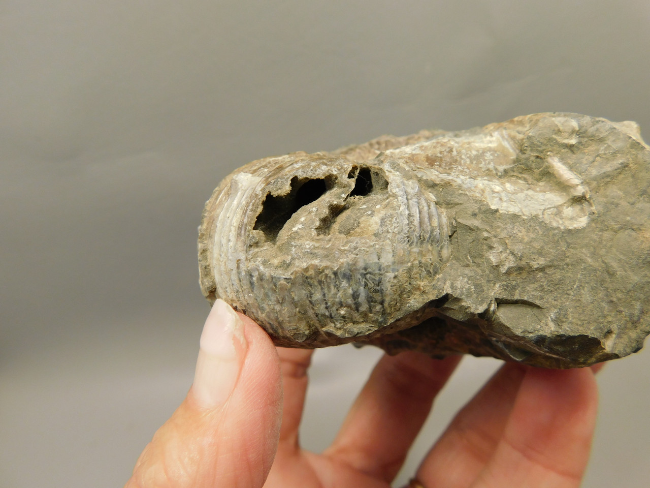 Ammonite Fossil 3.1 inch Late Cretaceous Pierre Shale Montana  #O100