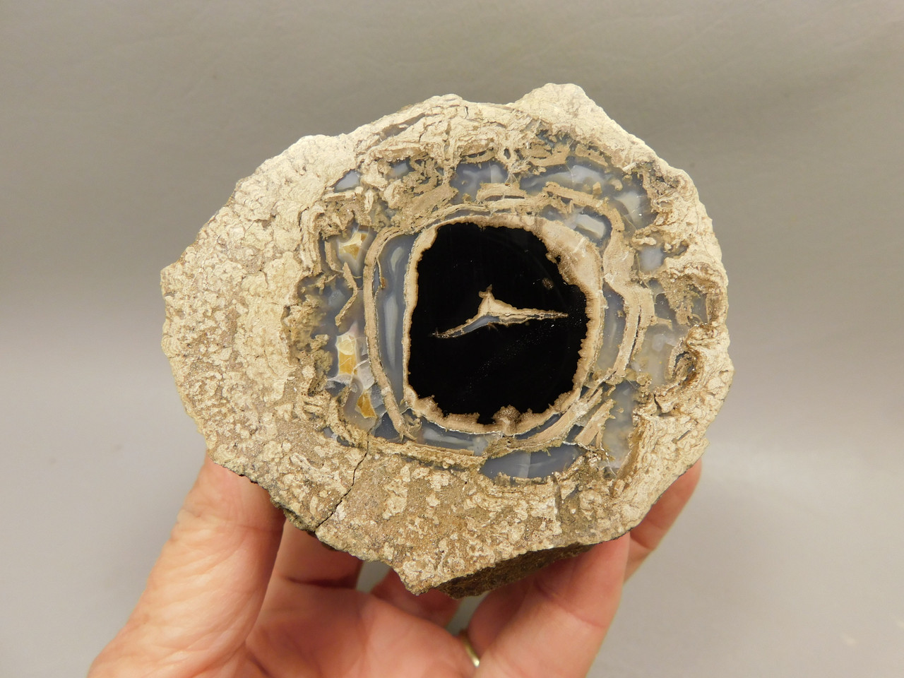 Eden Valley Petrified Wood Wyoming Polished Round Limb #O7