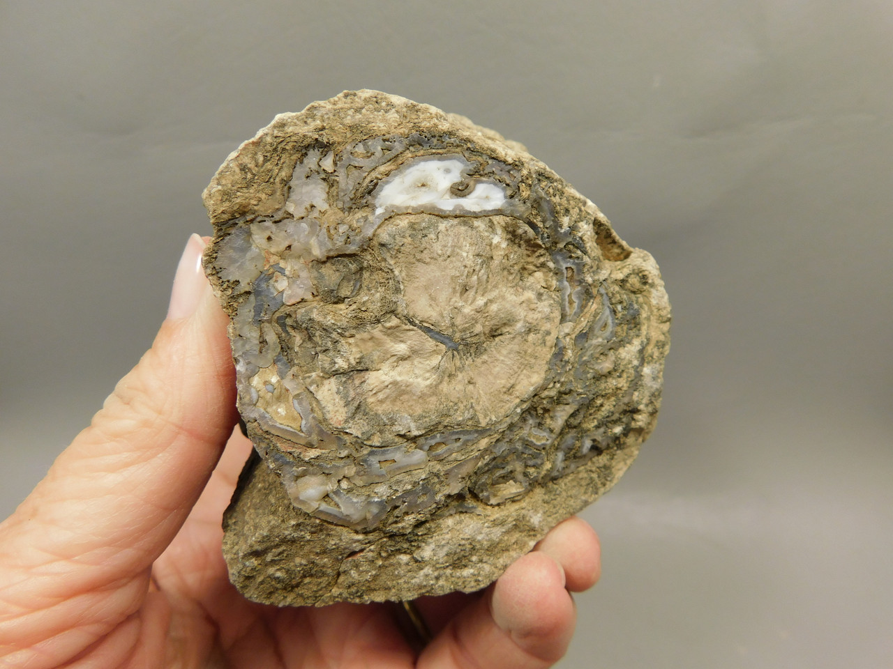 Eden Valley Petrified Wood Wyoming Polished Round Limb #O7