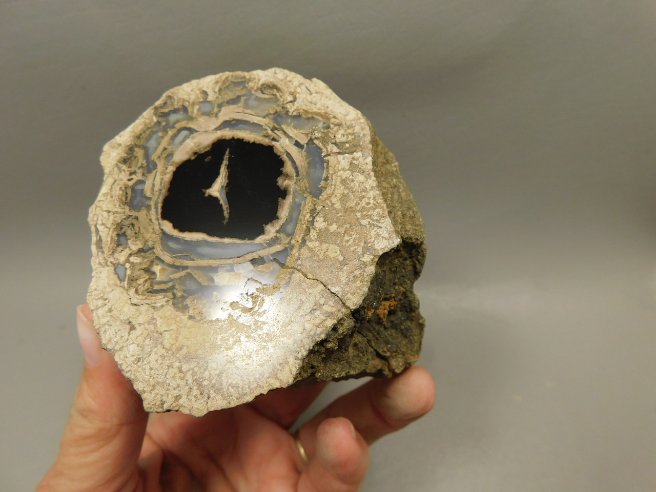 Eden Valley Petrified Wood Wyoming Polished Round Limb #O7