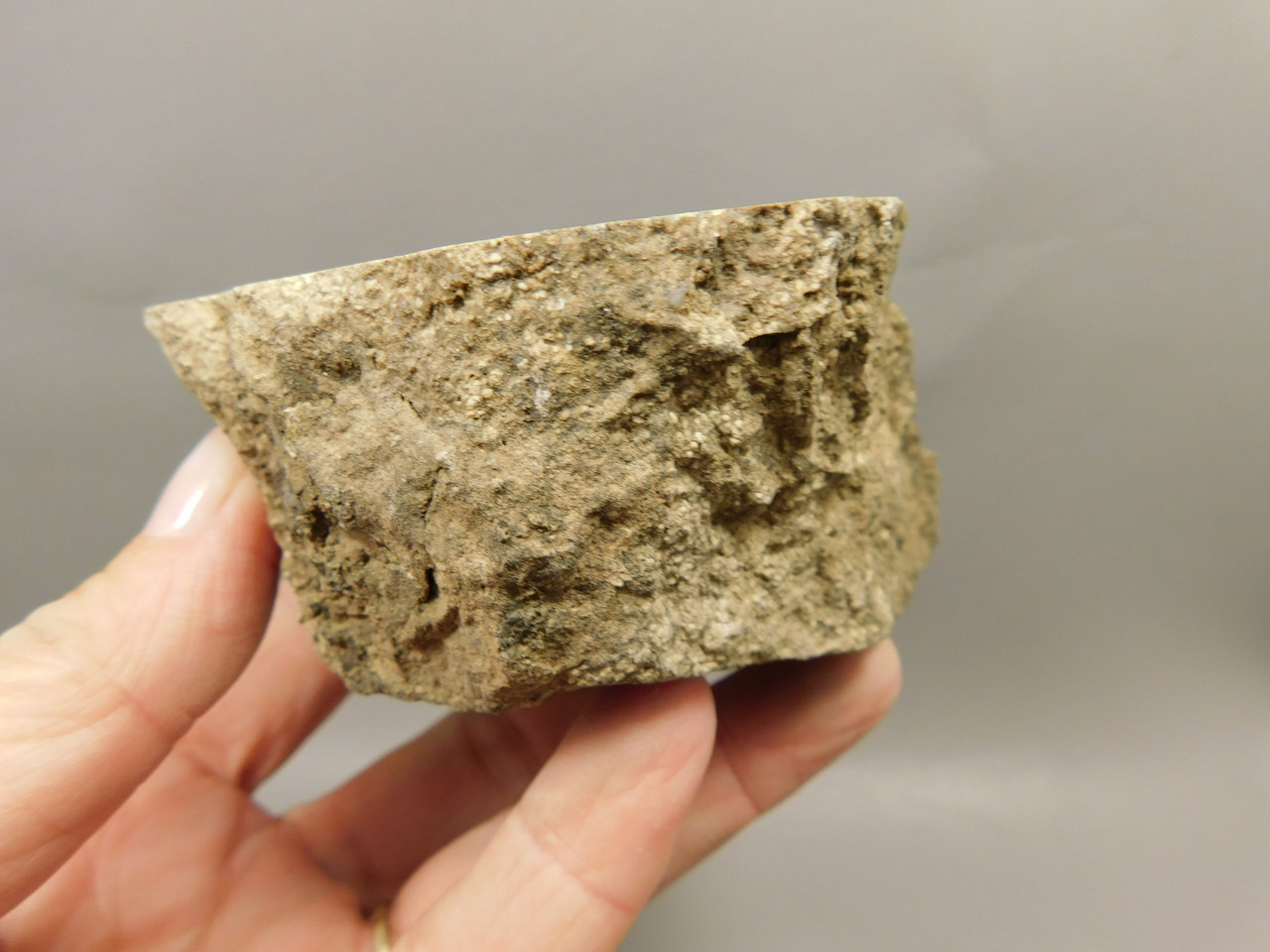 Eden Valley Petrified Wood Wyoming Polished Round Limb #O7