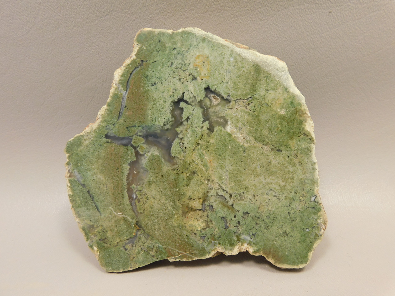 Limb Cast Polished Petrified Wood Collector Crooked River Oregon #O2