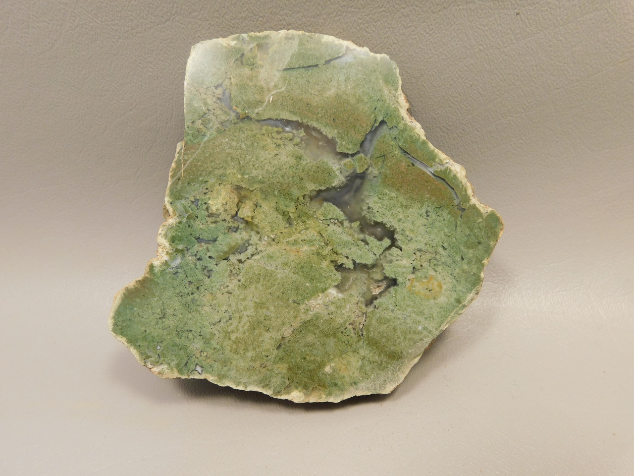 Limb Cast Polished Petrified Wood Collector Crooked River Oregon #O2