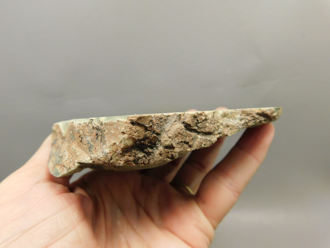 Limb Cast Polished Petrified Wood Collector Crooked River Oregon #O2