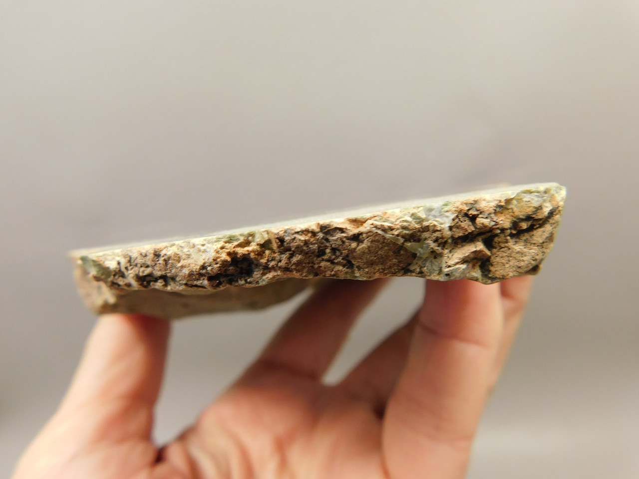 Limb Cast Polished Petrified Wood Collector Crooked River Oregon #O2