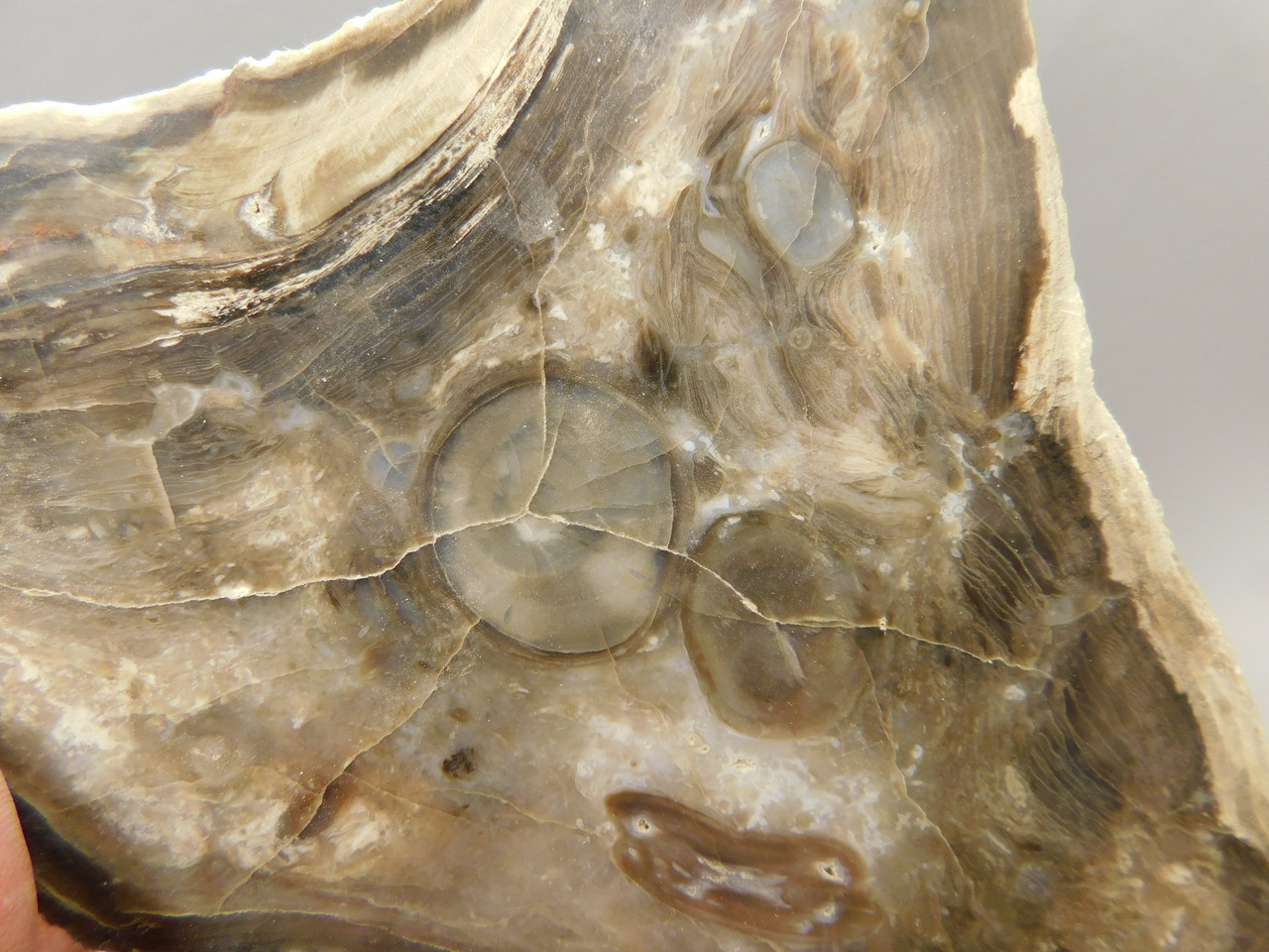 Petrified Wood Polished Round with Polyporites Yakima Canyon, WA #O13