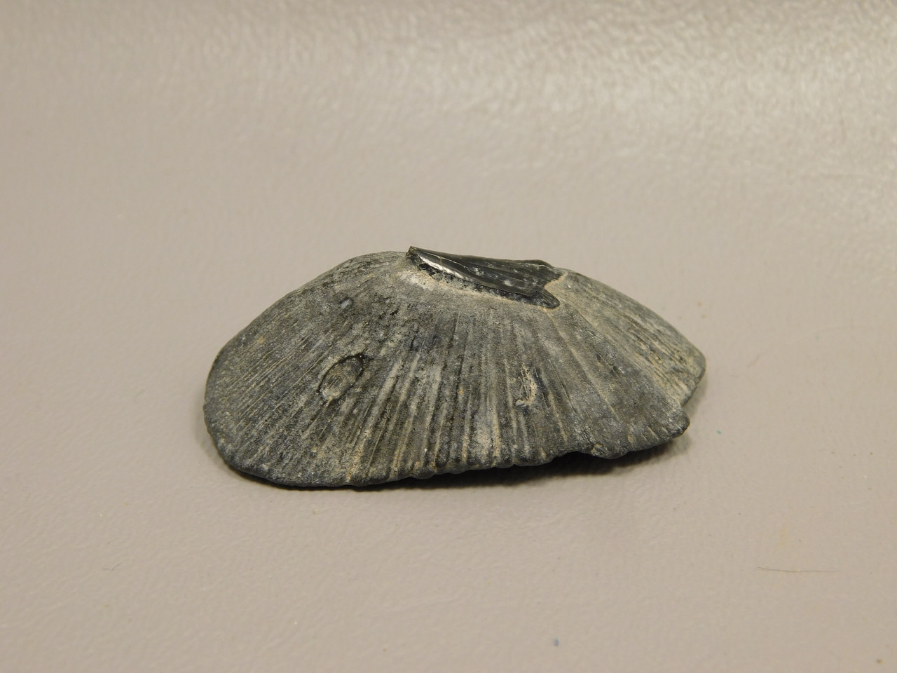 Fossil Stingray Dermal Scute Miocene Florida