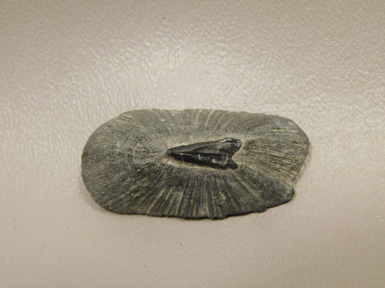 Fossil Stingray Dermal Scute Miocene Florida
