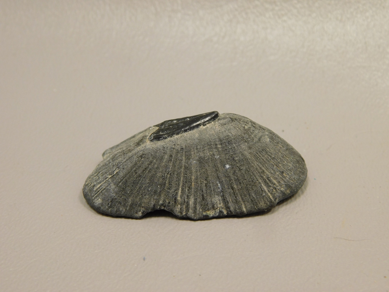 Fossil Stingray Dermal Scute Miocene Florida