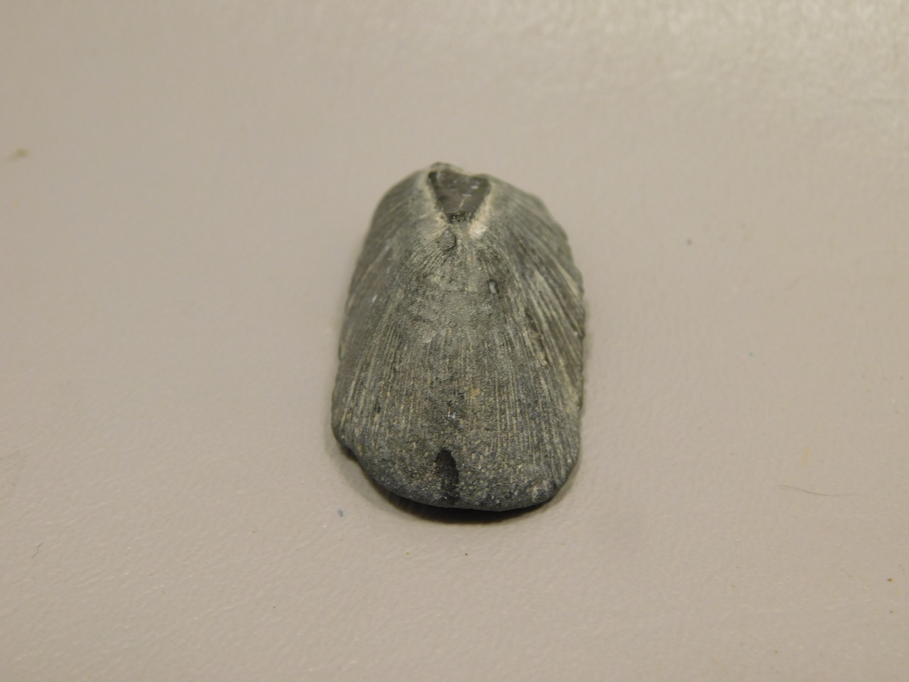 Fossil Stingray Dermal Scute Miocene Florida
