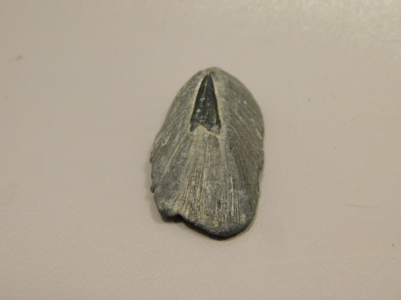 Fossil Stingray Dermal Scute Miocene Florida