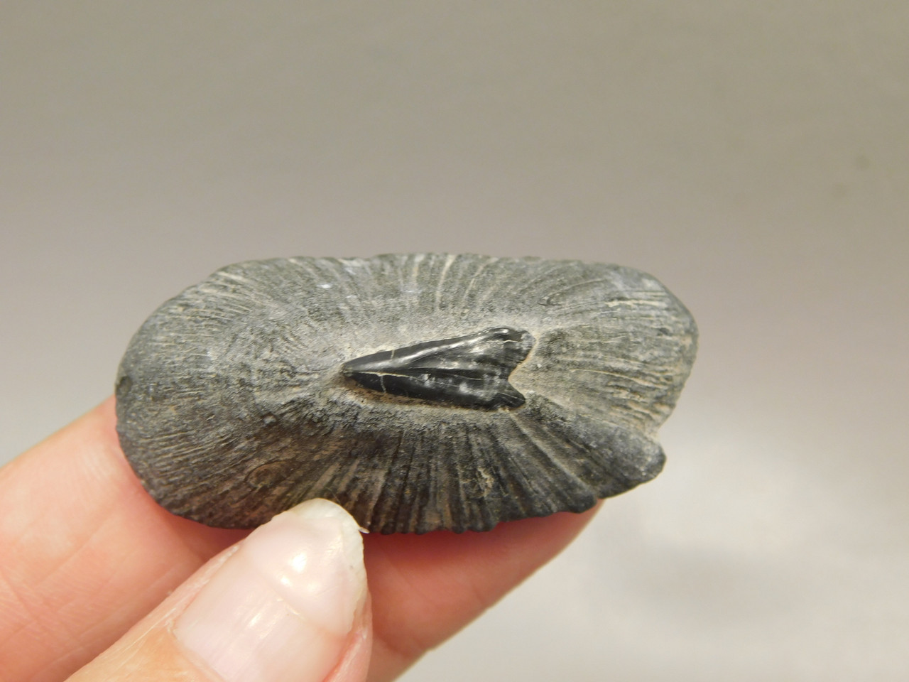 Fossil Stingray Dermal Scute Miocene Florida