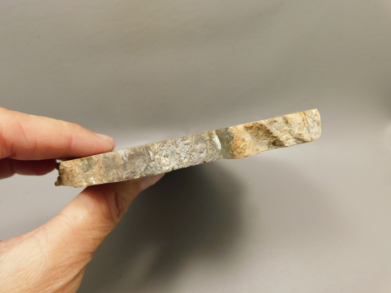 Petrified Wood Polished Round Insect Borings Vantage WA #O154