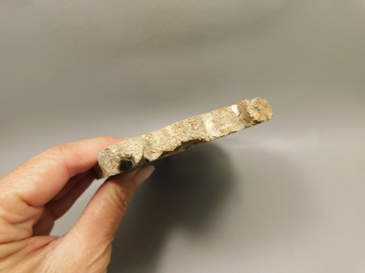 Petrified Wood Polished Round Insect Borings Vantage WA #O154