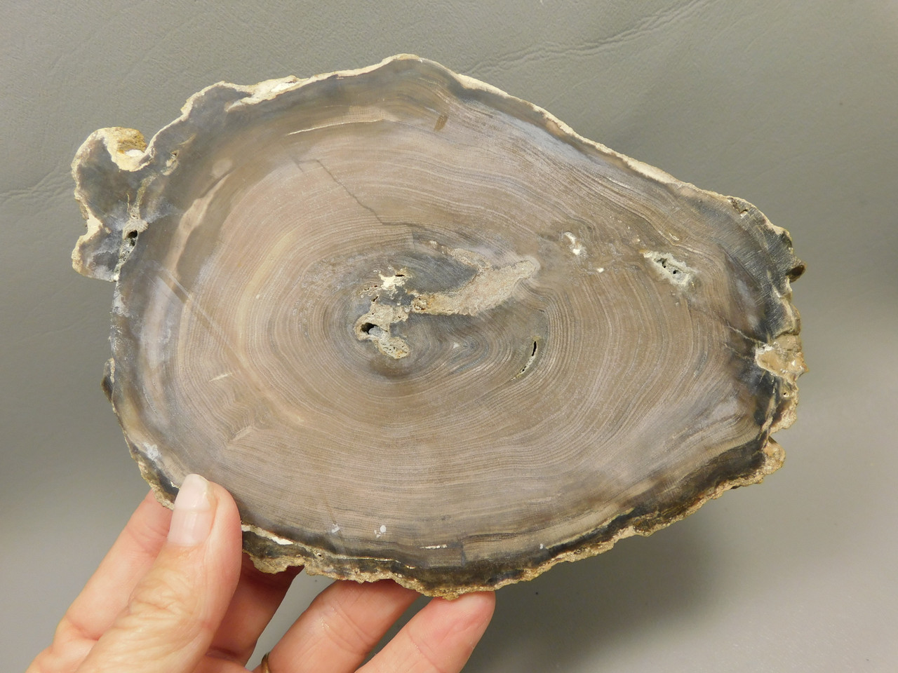 Petrified Wood Polished Round Insect Borings Vantage Washington #O141 Petrified Wood Polished Round Insect Borings Vantage Washington #O141