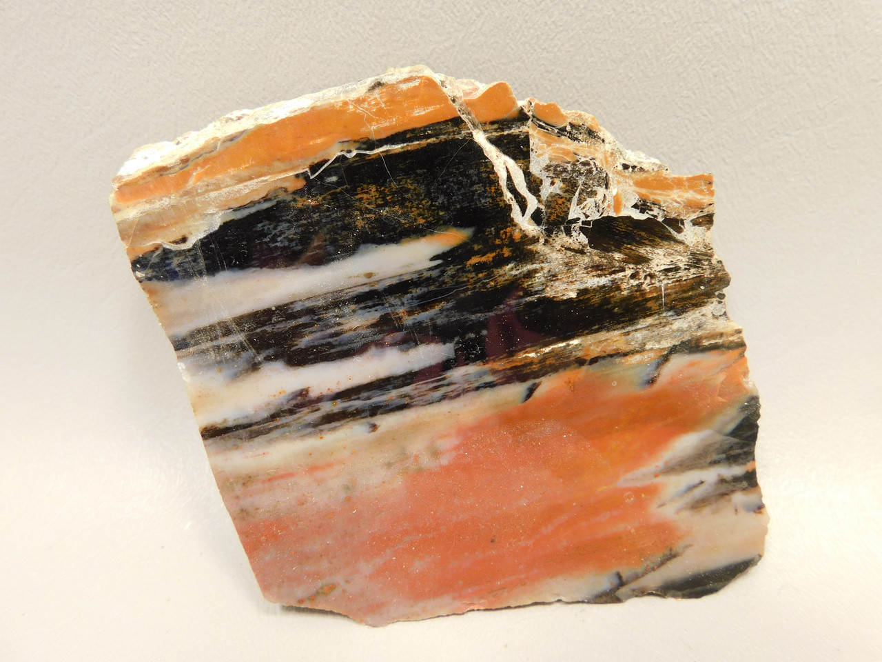 Petrified Arizona Picture Wood Araucarioxylon Polished #O11